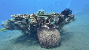 Restauration des récifs corallien en plongée à Bali