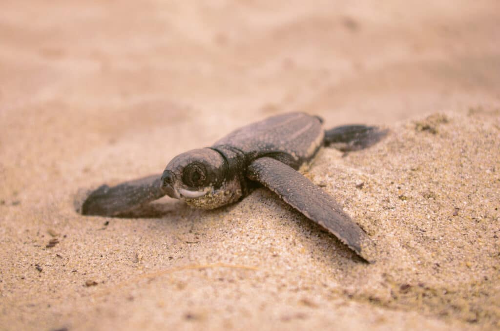 Protégez les tortues marines à Chacahua au Mexique