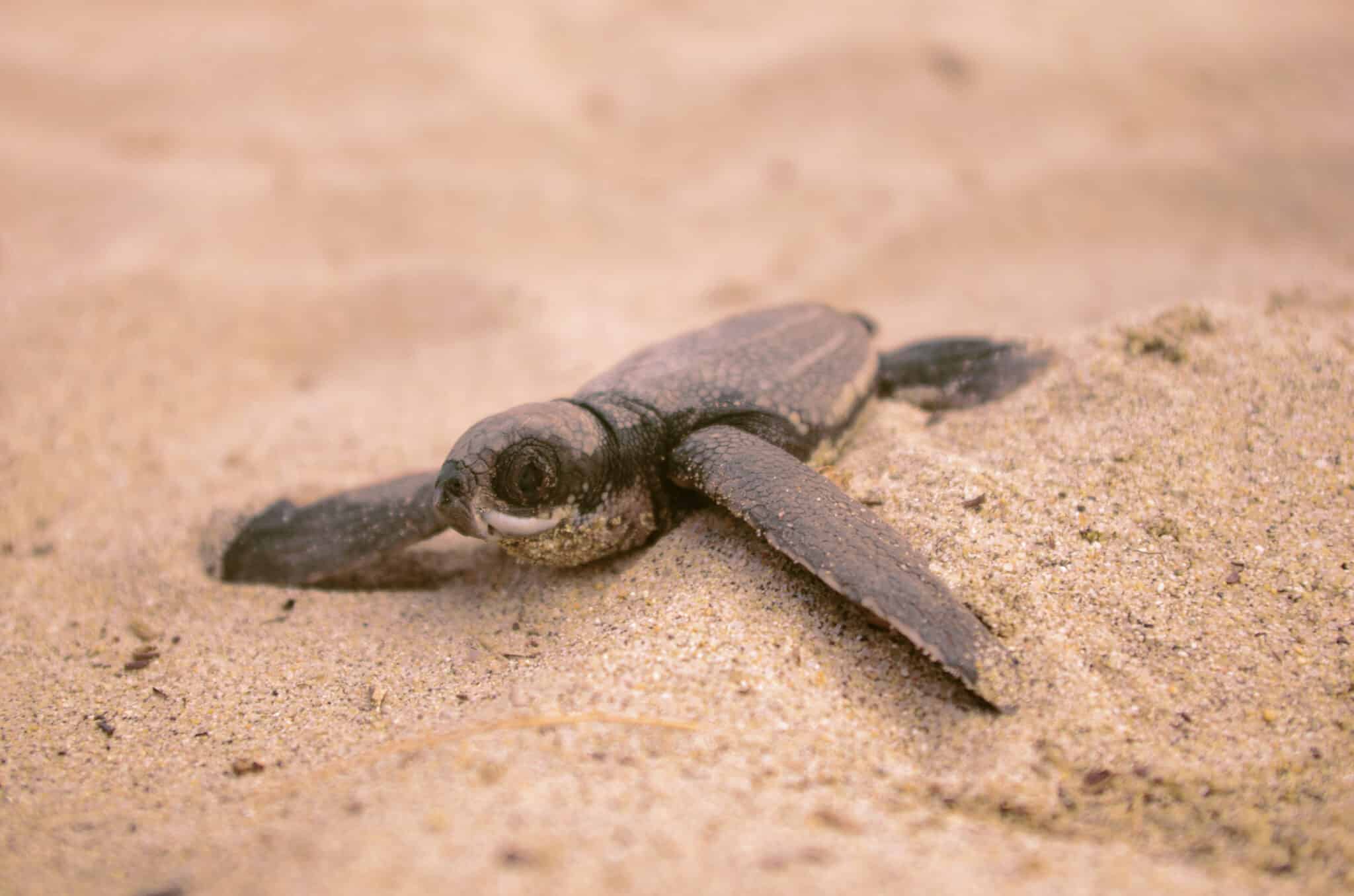 Protégez les tortues marines à Chacahua au Mexique
