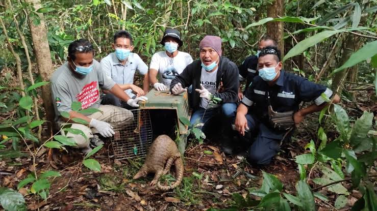 Vous serez impliqué dans les différentes activités du centre de sauvetage pour animaux sauvages, situé sur l'île de Belitung