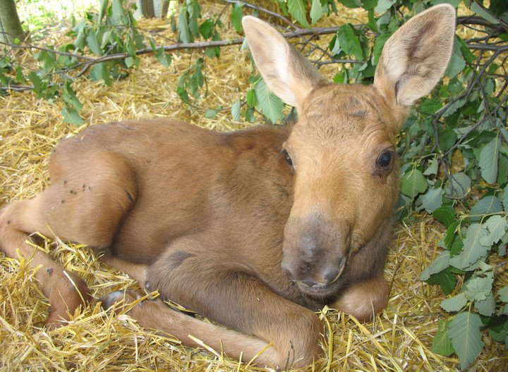 Ecovolontaire dans un refuge d’animaux sauvages en Ontario au Canada