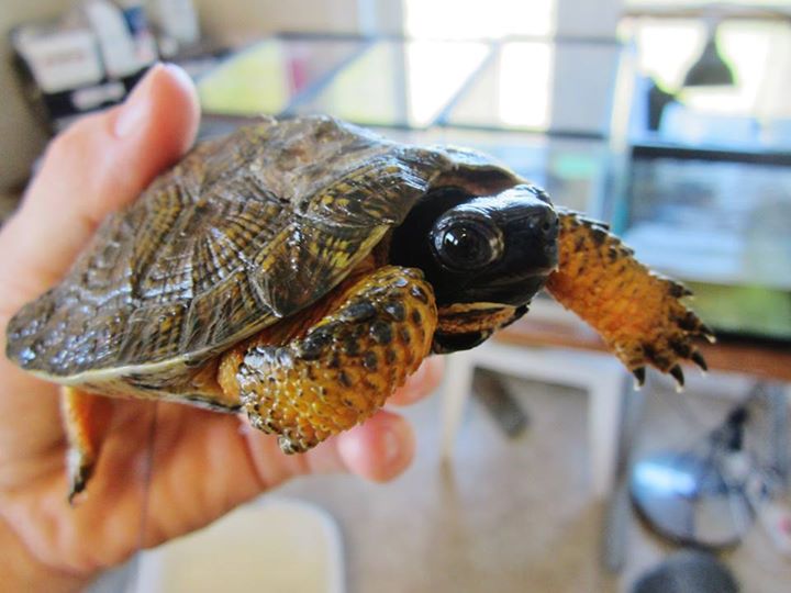 Ecovolontaire dans un refuge d’animaux sauvages en Ontario au Canada