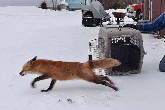 réhabiliter les animaux blessés et sauver les animaux orphelins.