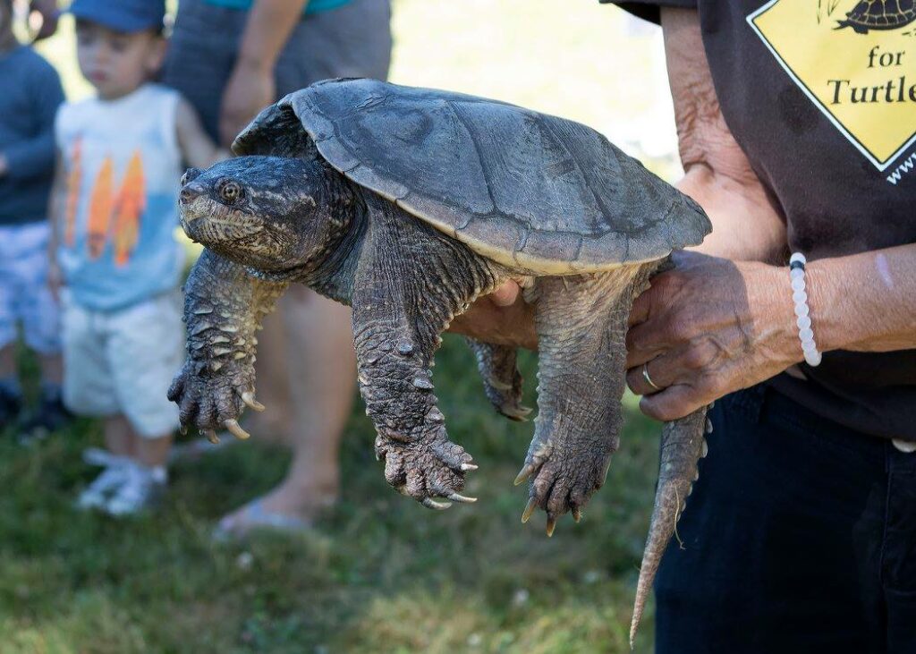 Les tortues sont relâchées dans leur milieu lorsque cela est possible