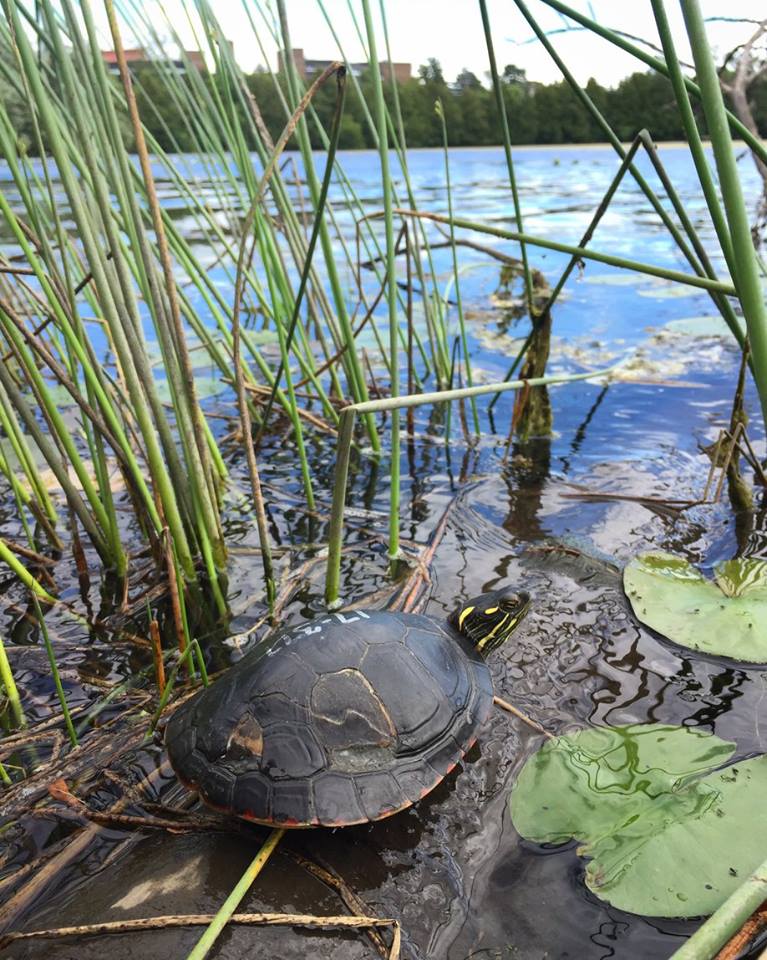 Tortues indigène Canada