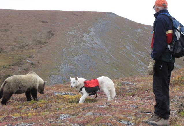 Volontaire grand nord canadien