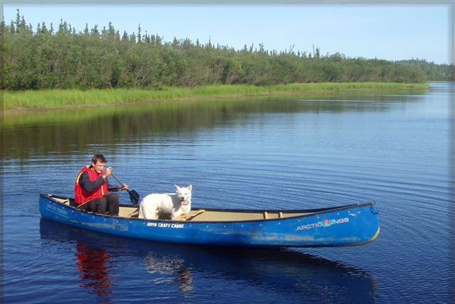 écovolontaire Huskie blanc canada