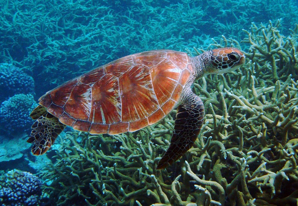 Tortues marines Australie