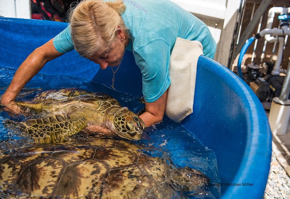 Ecovolontairee tortues marines Australie