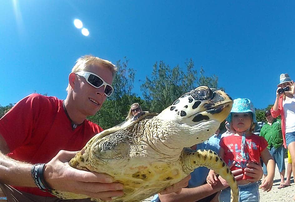 Volontaire tortues australie