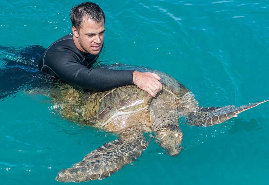 Soins au tortues marines Cairns Australie