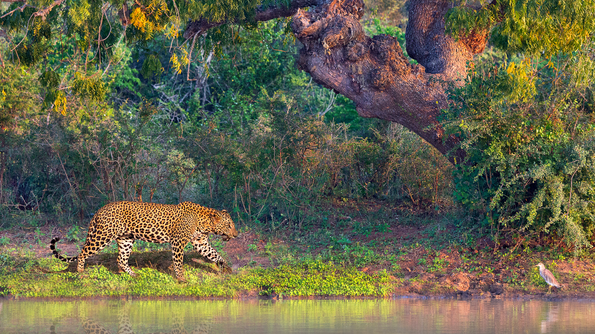 Panthère Sri Lanka