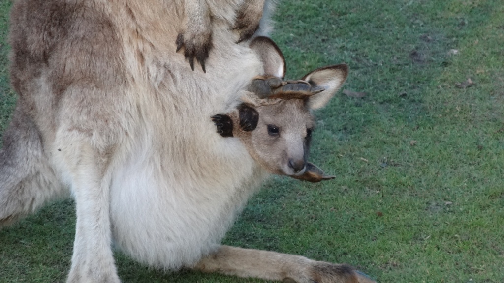 Refuge pour Kangourou