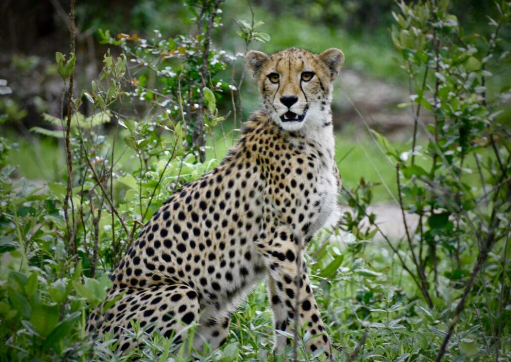 Cheetah in Liwonde