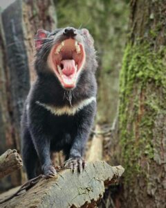 Diable de Tasmanie