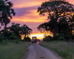 écovolontariat Malawi faune sauvage