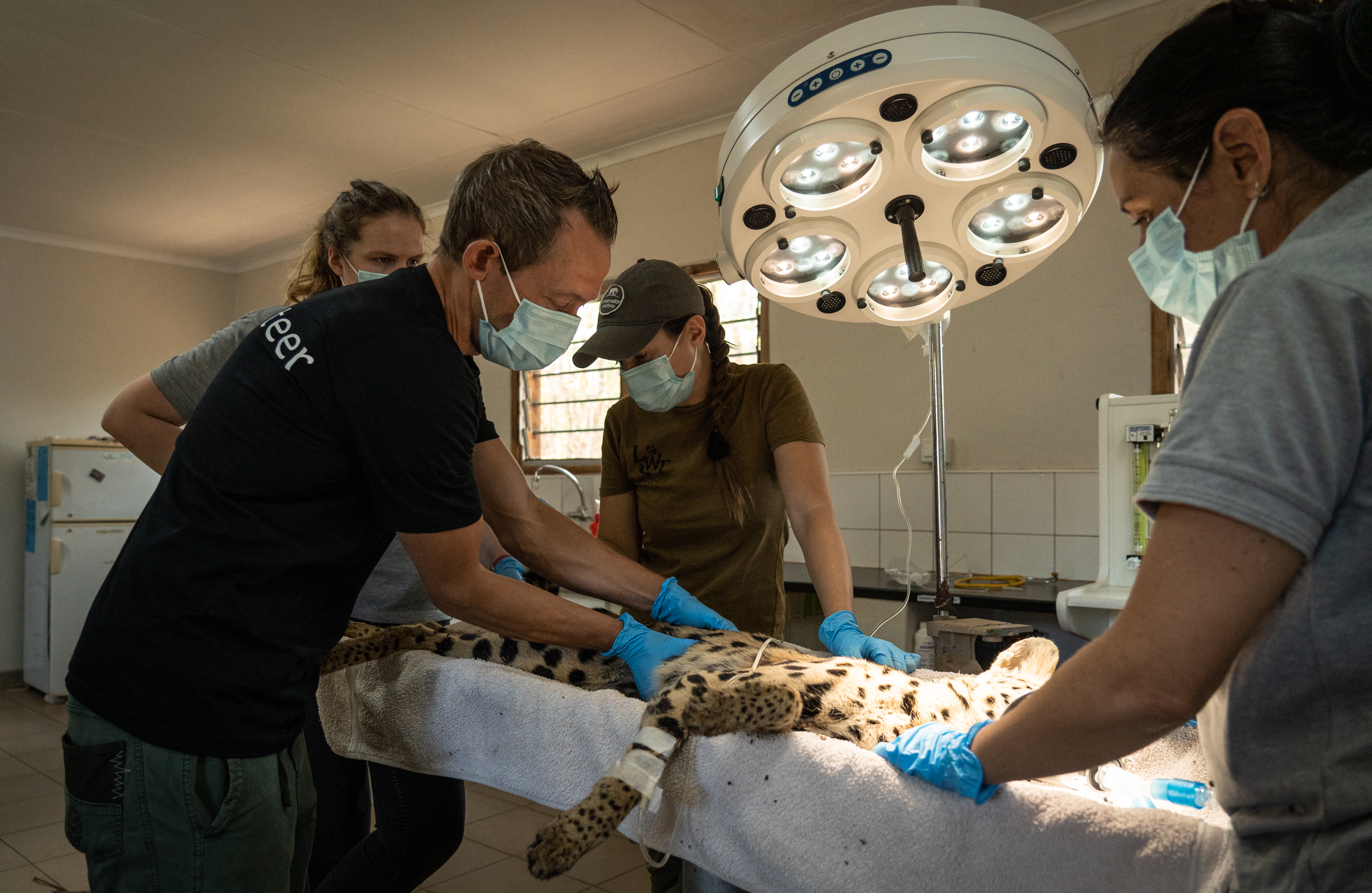 Stage vétérinaire refuge d'animaux sauvages Malawi