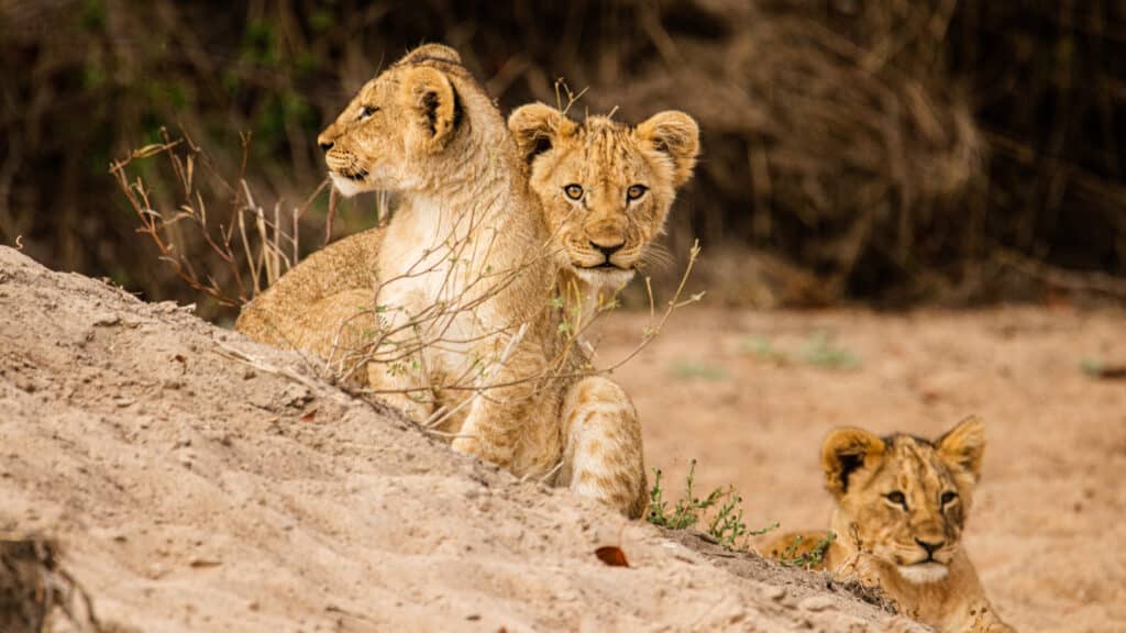 Bébés lions