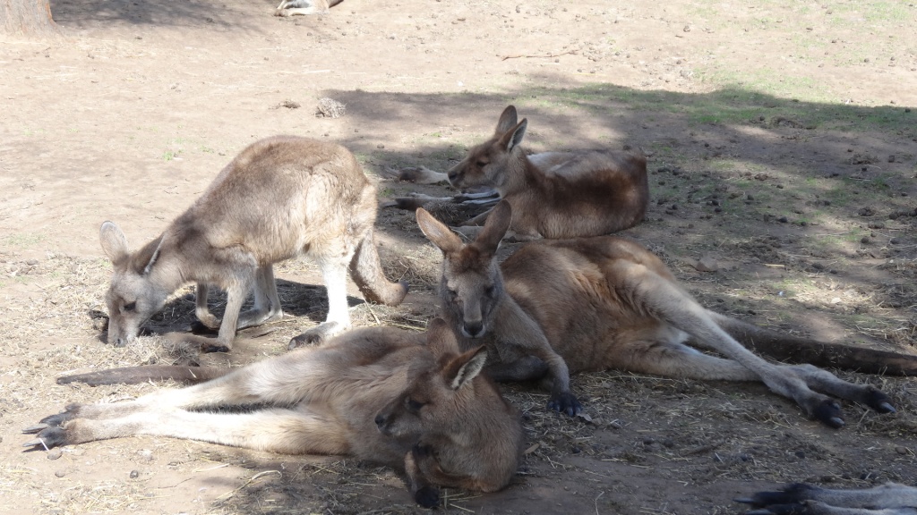 Kangourous Tasmanie