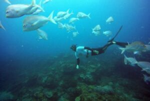 Conservation marine Afrique du Sud