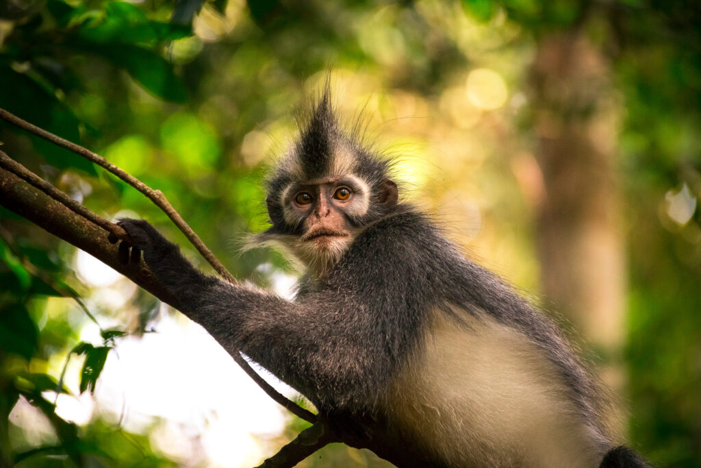 Expedition scientifique Sumatra