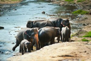 Voyage scientifique éléphant Sri Lanka